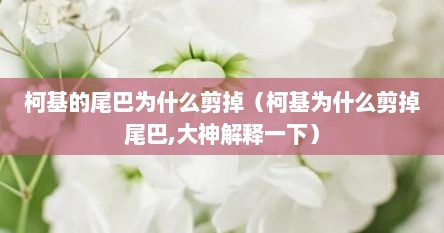 柯基的尾巴为什么剪掉（柯基为什么剪掉尾巴,大神解释一下）