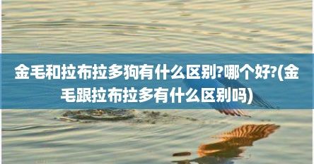 金毛和拉布拉多狗有什么区别?哪个好?(金毛跟拉布拉多有什么区别吗)