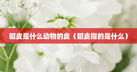 貂皮是什么动物的皮（貂皮指的是什么）