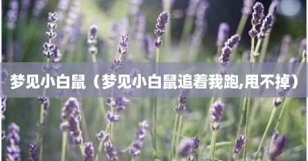 梦见小白鼠（梦见小白鼠追着我跑,甩不掉）