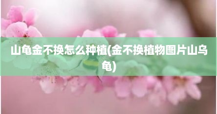 山龟金不换怎么种植(金不换植物图片山乌龟)