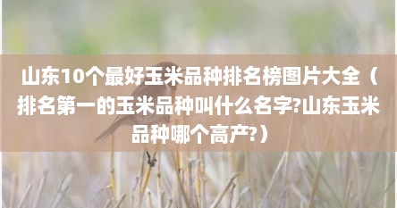 山东10个最好玉米品种排名榜图片大全（排名第一的玉米品种叫什么名字?山东玉米品种哪个高产?）