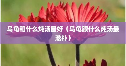 乌龟和什么炖汤最好（乌龟跟什么炖汤最滋补）