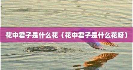 花中君子是什么花（花中君子是什么花呀）