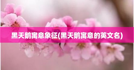 黑天鹅寓意象征(黑天鹅寓意的英文名)