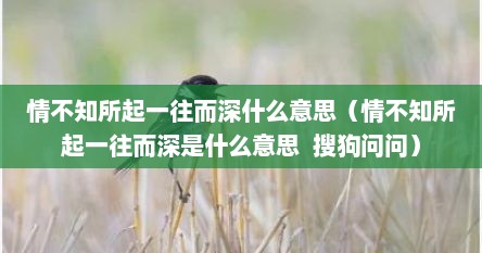 情不知所起一往而深什么意思（情不知所起一往而深是什么意思  搜狗问问）