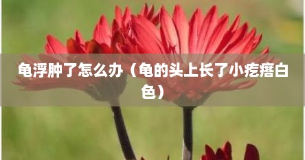 龟浮肿了怎么办（龟的头上长了小疙瘩白色）