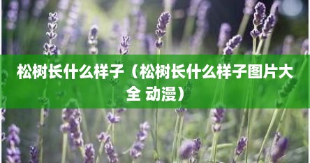 松树长什么样子（松树长什么样子图片大全 动漫）
