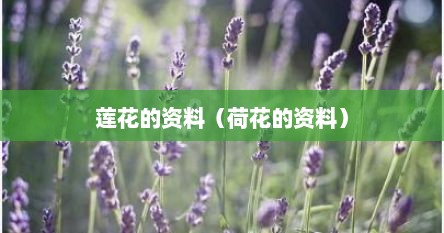 莲花的资料（荷花的资料）