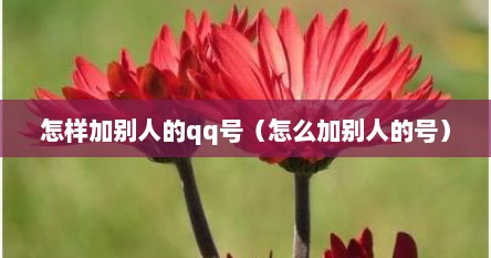 怎样加别人的qq号（怎么加别人的号）