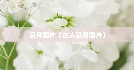 赏月图片（古人赏月图片）