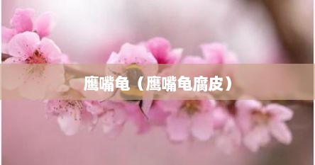 鹰嘴龟（鹰嘴龟腐皮）