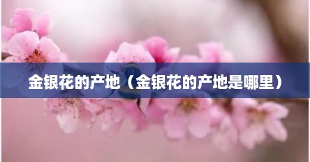 金银花的产地（金银花的产地是哪里）