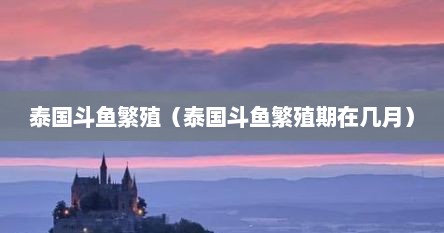 泰国斗鱼繁殖（泰国斗鱼繁殖期在几月）