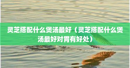灵芝搭配什么煲汤最好（灵芝搭配什么煲汤最好对胃有好处）