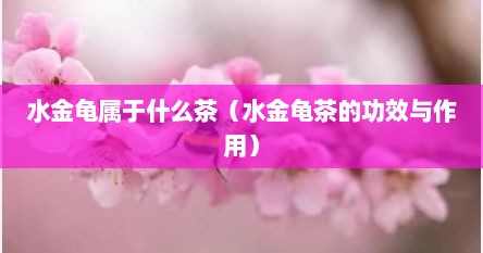 水金龟属于什么茶（水金龟茶的功效与作用）