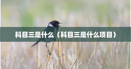 科目三是什么（科目三是什么项目）