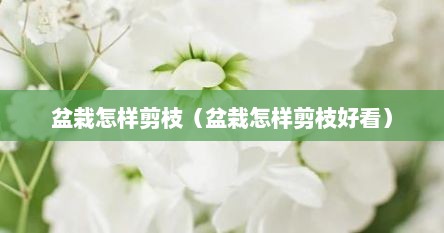 盆栽怎样剪枝（盆栽怎样剪枝好看）