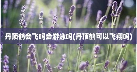 丹顶鹤会飞吗会游泳吗(丹顶鹤可以飞翔吗)