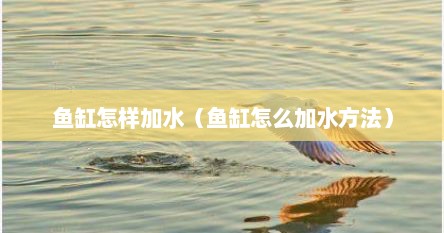 鱼缸怎样加水（鱼缸怎么加水方法）