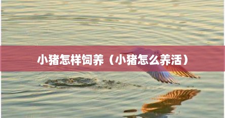 小猪怎样饲养（小猪怎么养活）