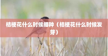 桔梗花什么时候播种（桔梗花什么时候发芽）