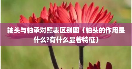 轴头与轴承对照表区别图（轴头的作用是什么?有什么显著特征）