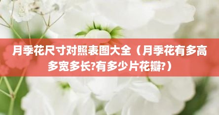 月季花尺寸对照表图大全（月季花有多高多宽多长?有多少片花瓣?）