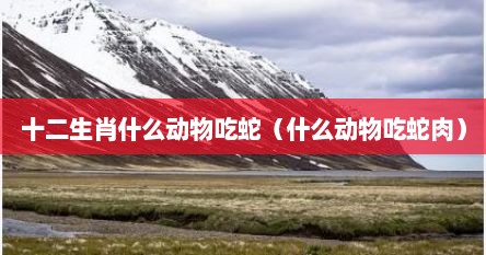 十二生肖什么动物吃蛇（什么动物吃蛇肉）