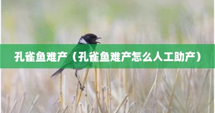 孔雀鱼难产（孔雀鱼难产怎么人工助产）