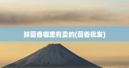 鲜茴香哪里有卖的(茴香批发)