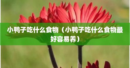 小鸭子吃什么食物（小鸭子吃什么食物最好容易养）