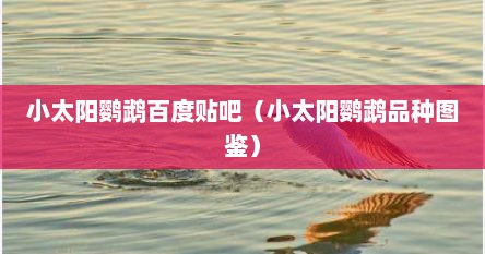 小太阳鹦鹉百度贴吧（小太阳鹦鹉品种图鉴）