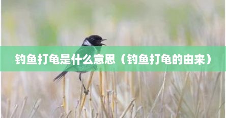 钓鱼打龟是什么意思（钓鱼打龟的由来）