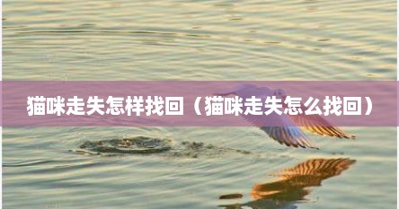 猫咪走失怎样找回（猫咪走失怎么找回）