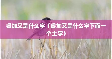 睿加又是什么字（睿加又是什么字下面一个土字）