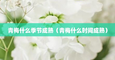 青梅什么季节成熟（青梅什么时间成熟）