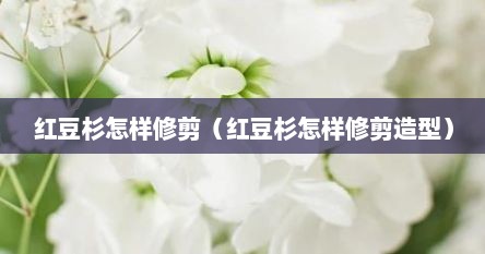 红豆杉怎样修剪（红豆杉怎样修剪造型）