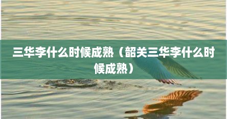 三华李什么时候成熟（韶关三华李什么时候成熟）