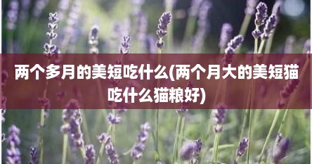 两个多月的美短吃什么(两个月大的美短猫吃什么猫粮好)