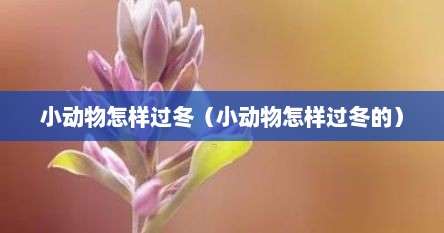 小动物怎样过冬（小动物怎样过冬的）