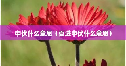 中伏什么意思（夏进中伏什么意思）