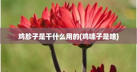 鸡胗子是干什么用的(鸡嗉子是啥)