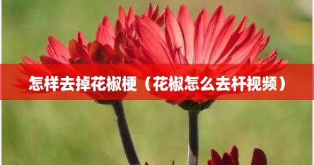 怎样去掉花椒梗（花椒怎么去杆视频）