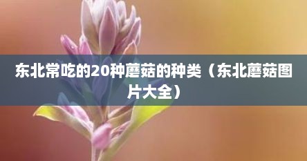 东北常吃的20种蘑菇的种类（东北蘑菇图片大全）