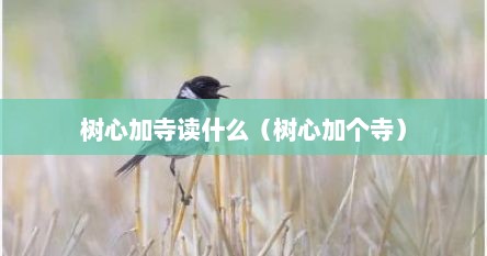 树心加寺读什么（树心加个寺）