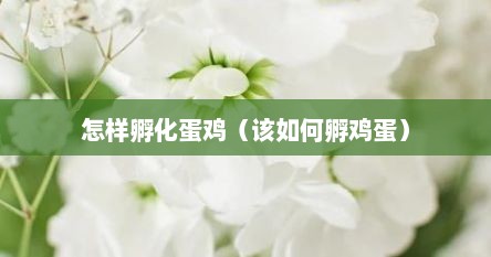怎样孵化蛋鸡（该如何孵鸡蛋）