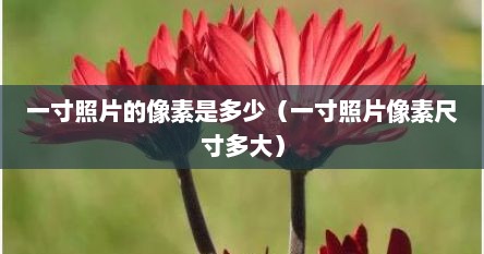 一寸照片的像素是多少（一寸照片像素尺寸多大）