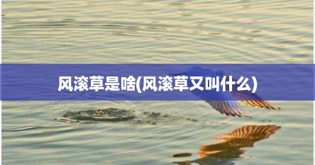 风滚草是啥(风滚草又叫什么)