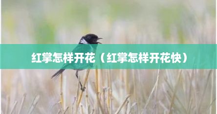 红掌怎样开花（红掌怎样开花快）